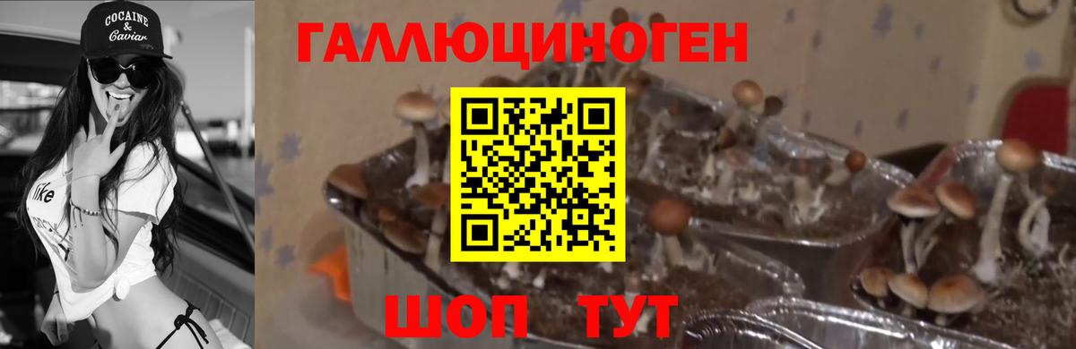 Галлюциногенные грибы прущие грибы  Псилоцибиновые грибы Cubensis  Волжск 